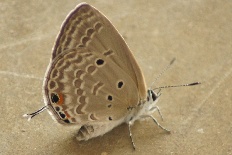 Leucania pseudargyria - Flachland-Amor